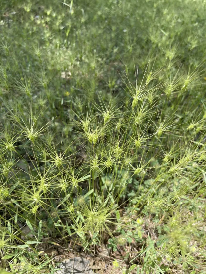 Aegilops geniculata