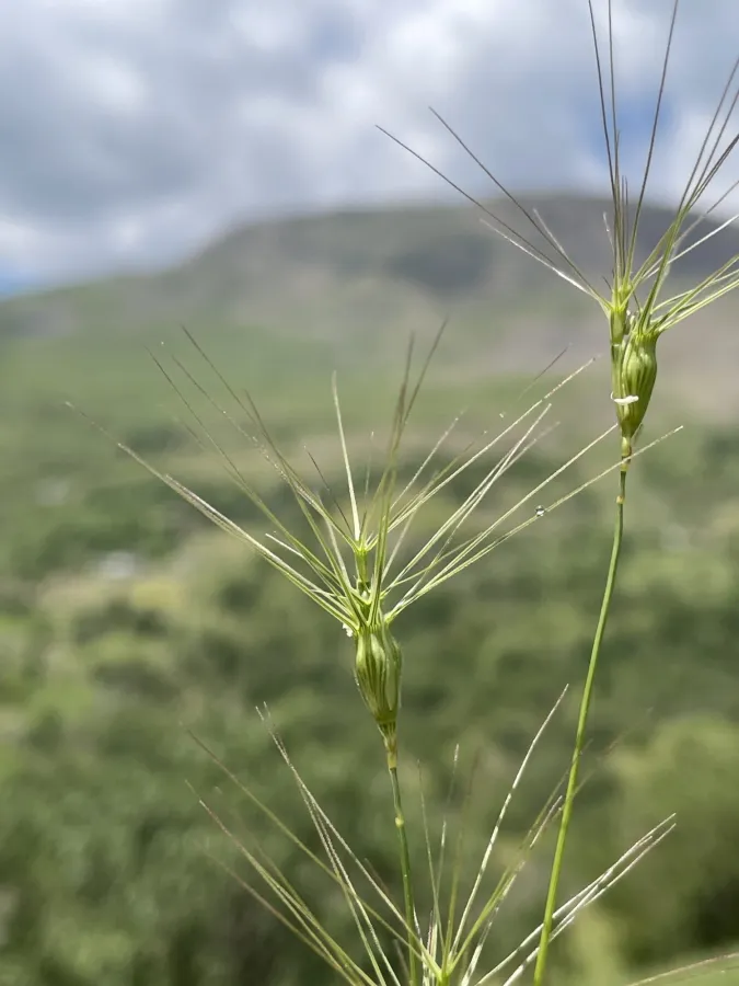 Aegilops geniculata