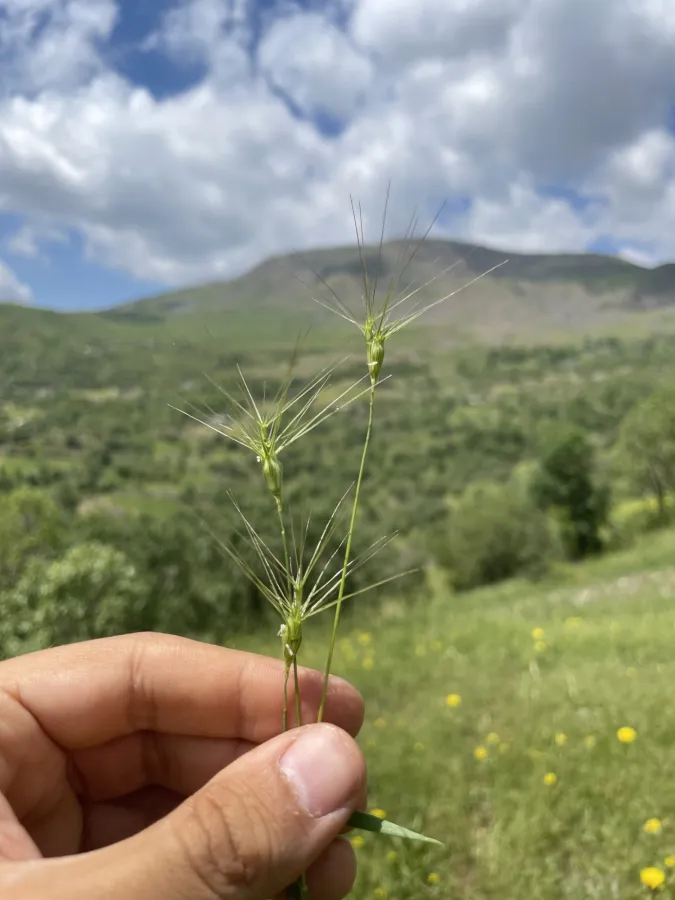 Aegilops geniculata