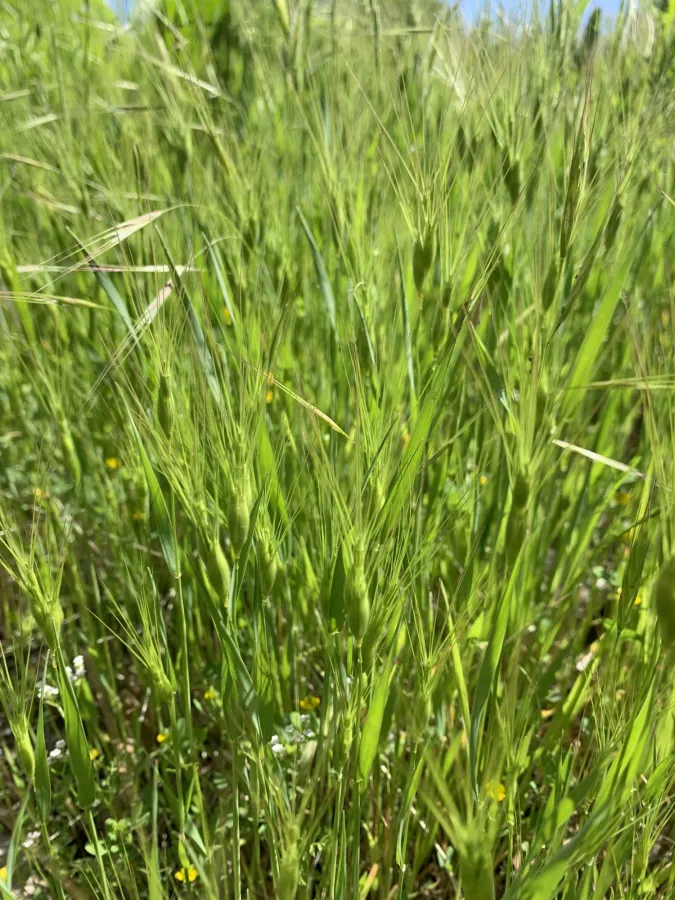 Aegilops neglecta