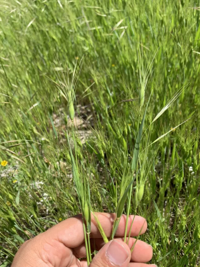 Aegilops neglecta