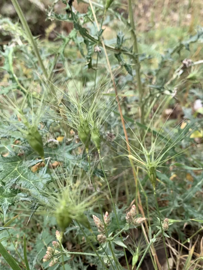 Aegilops neglecta