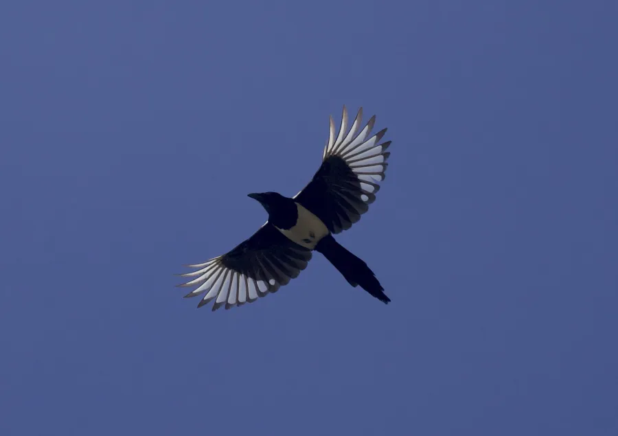 Eurasian Magpie