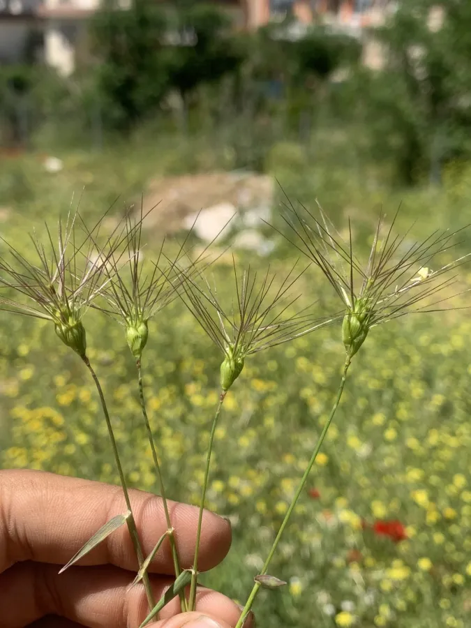 Aegilops neglecta