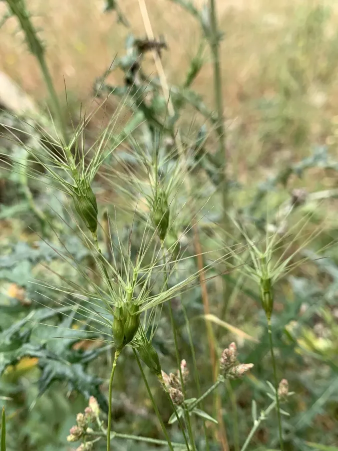 Aegilops neglecta