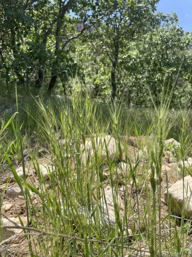 Aegilops triuncialis