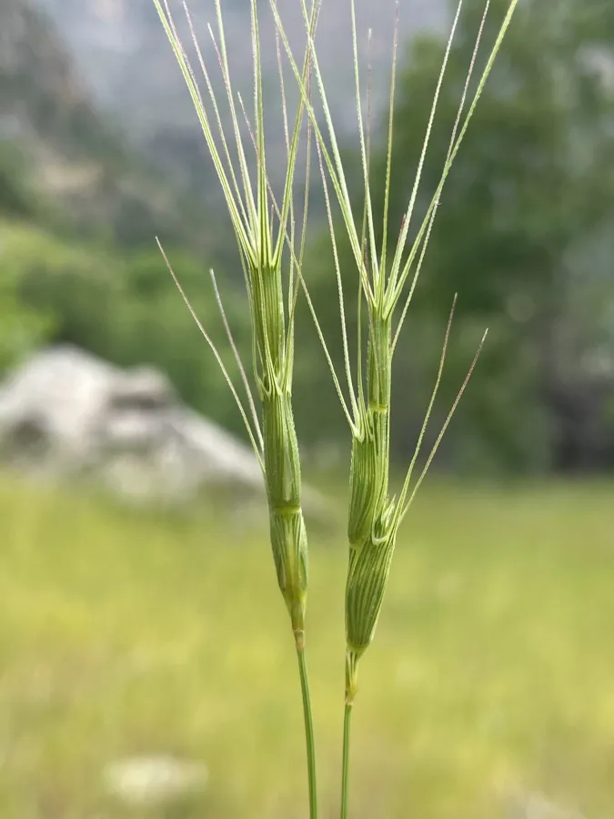 Aegilops triuncialis
