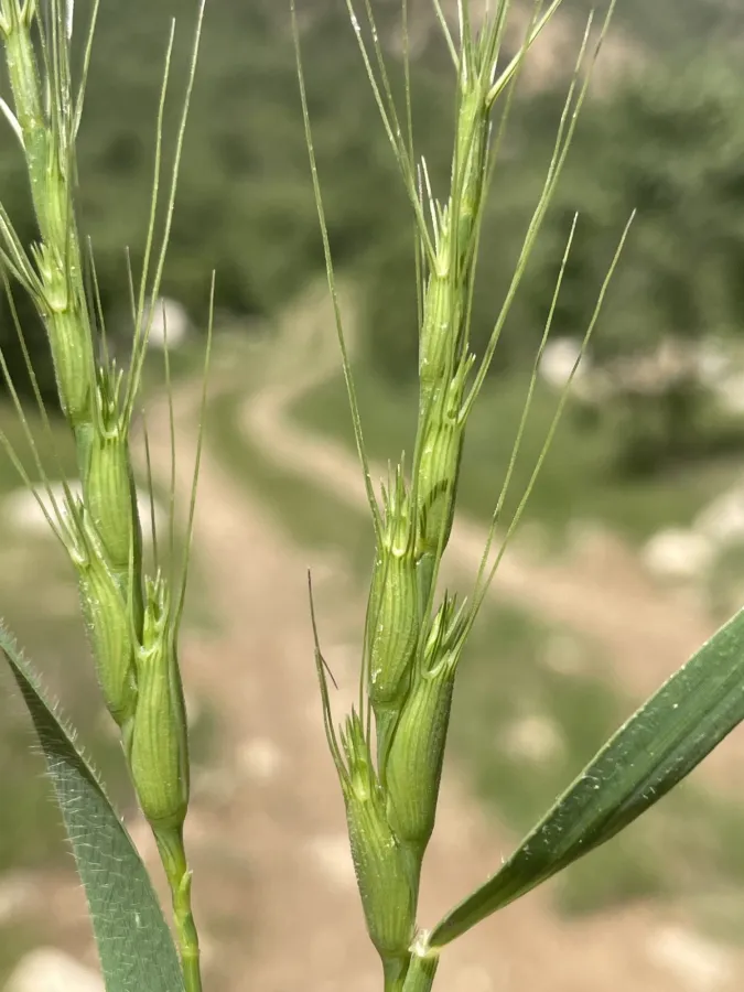 Aegilops triuncialis