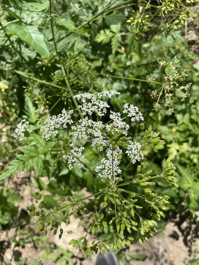 Aegopodium tribracteolatum