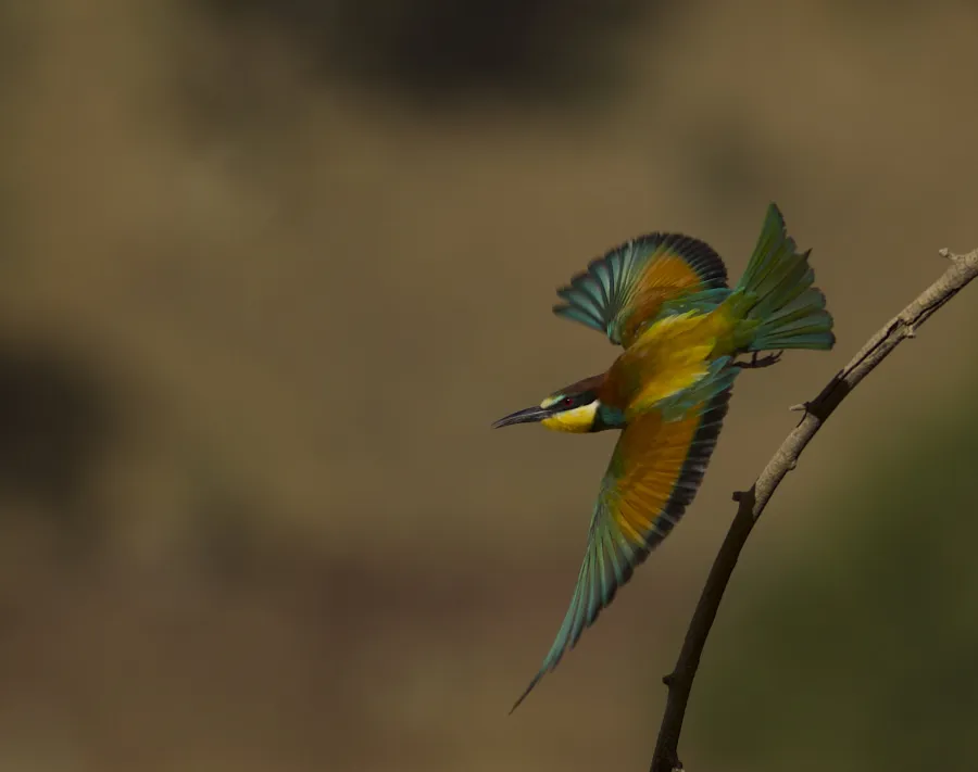 European Bee-eater