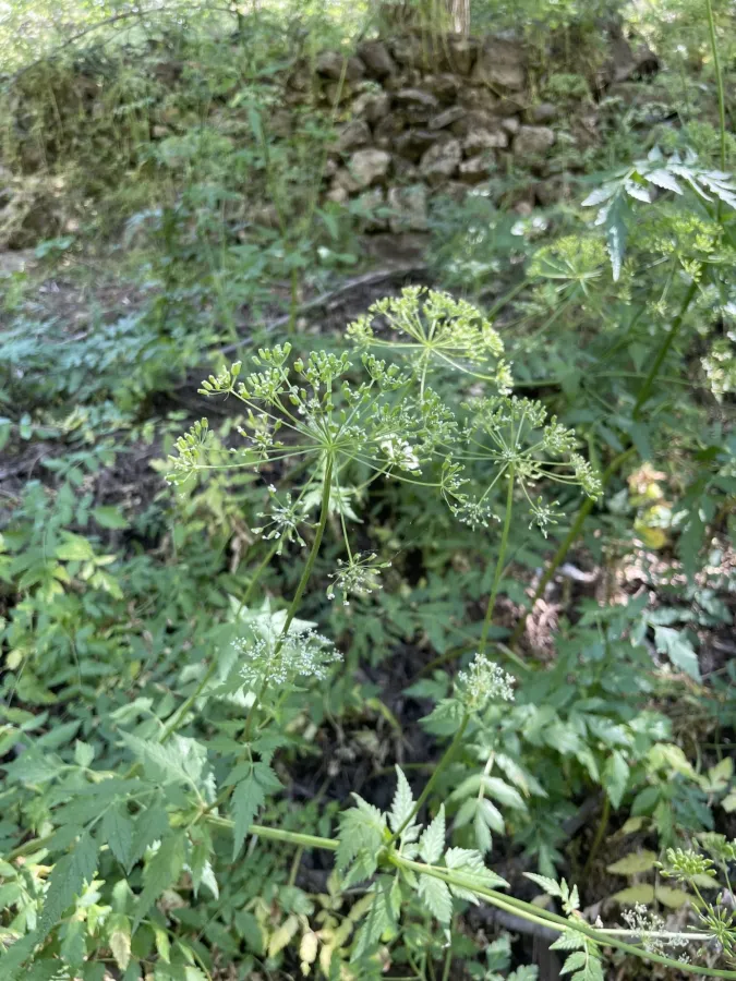 Aegopodium tribracteolatum