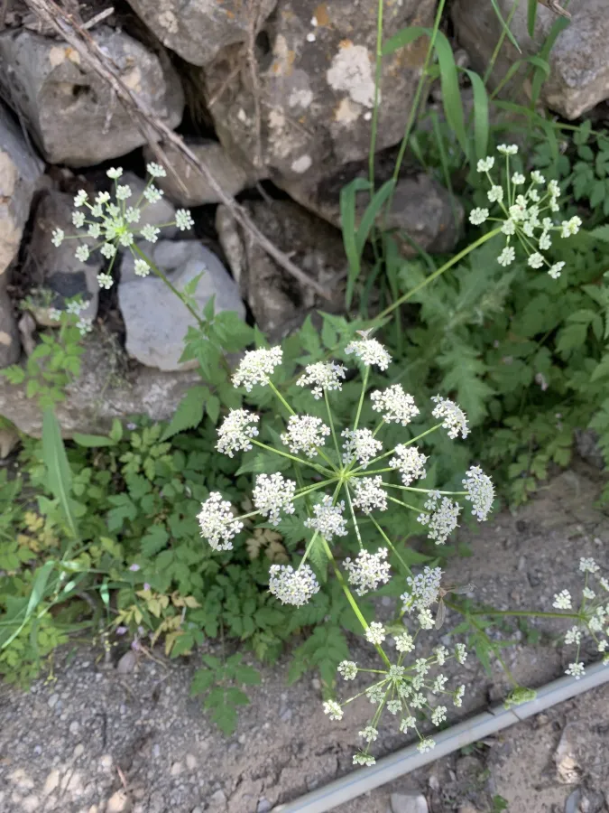 Aegopodium tribracteolatum