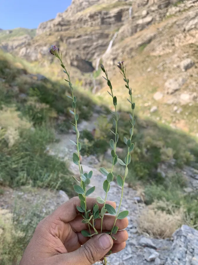 Aethionema fimbriatum