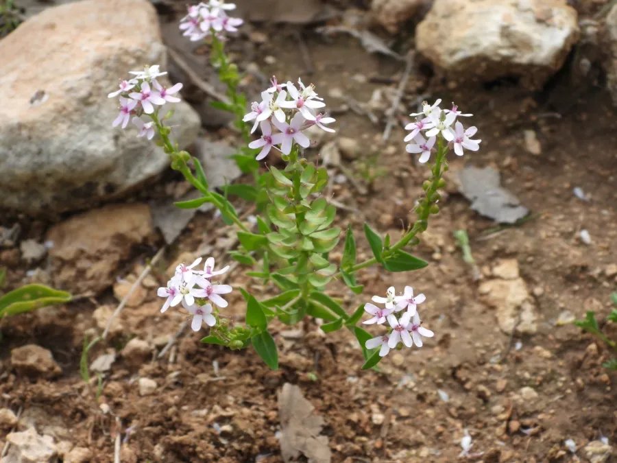 Aethionema froedinii