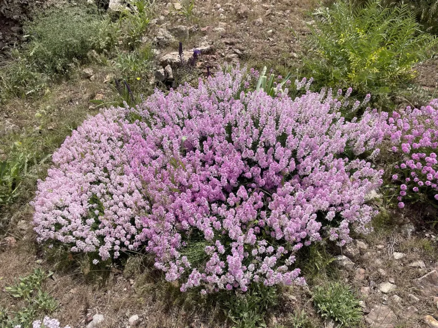Aethionema grandiflorum