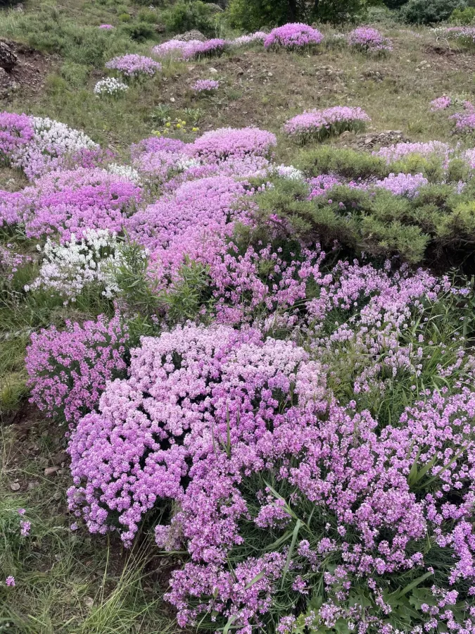 Aethionema grandiflorum