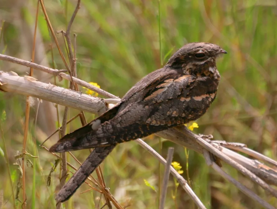 European Nightjar