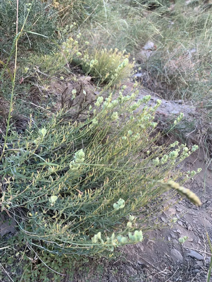 Aethionema grandiflorum