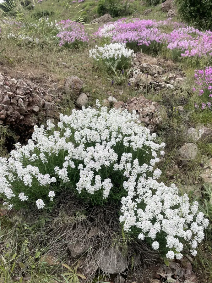 Aethionema grandiflorum