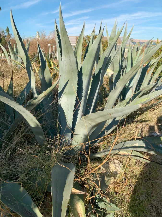Agave americana