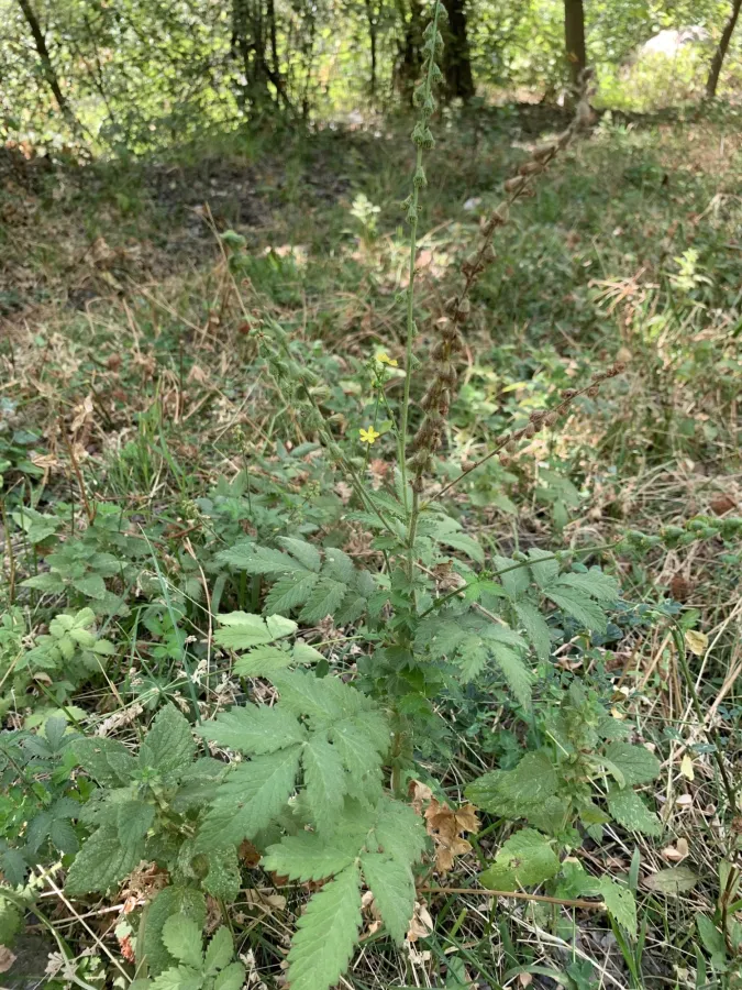 Agrimonia eupatoria