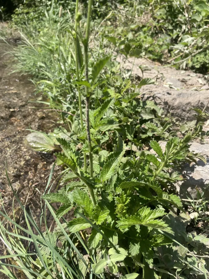 Agrimonia eupatoria