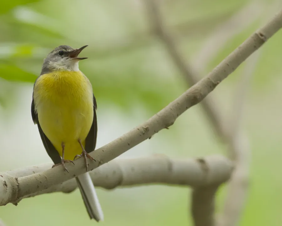 Grey Wagtail