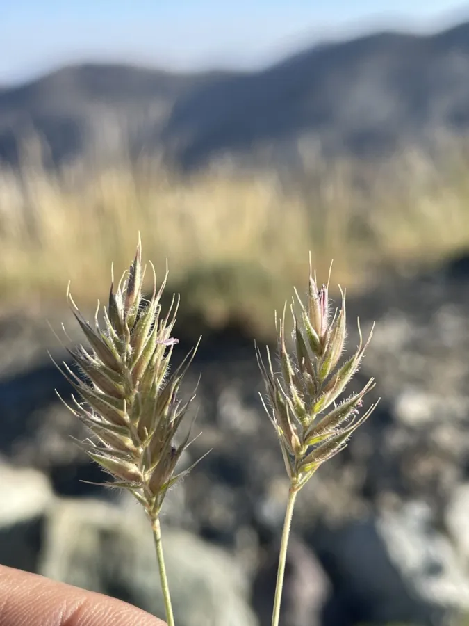 Agropyron cristatum