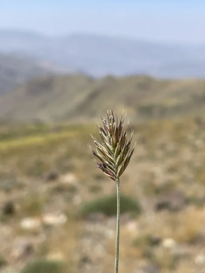 Agropyron cristatum