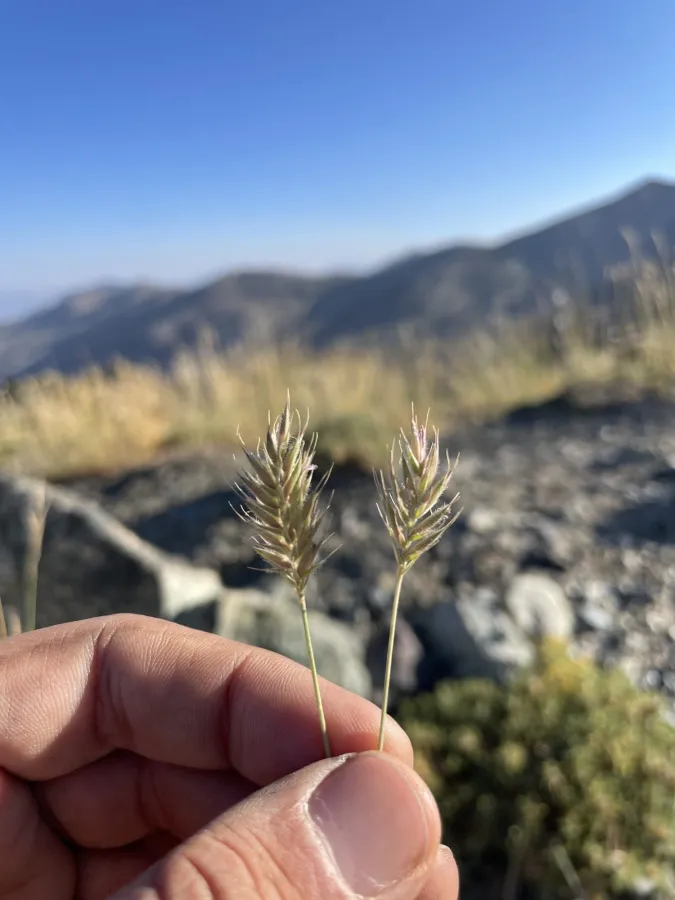 Agropyron cristatum