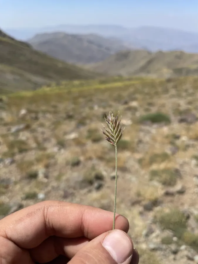 Agropyron cristatum