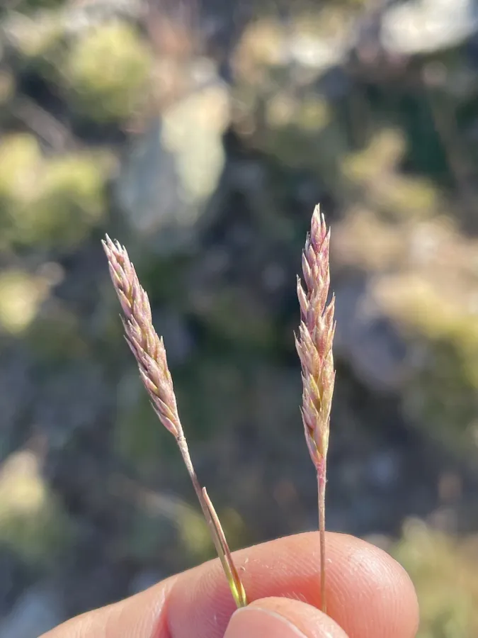 Agrostis olympica