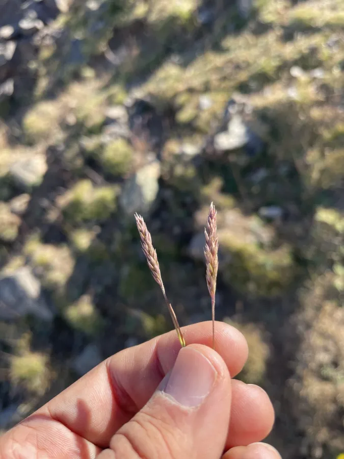 Agrostis olympica