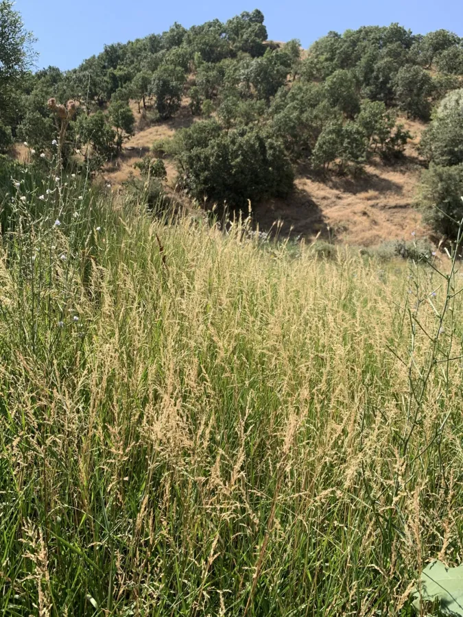 Agrostis stolonifera