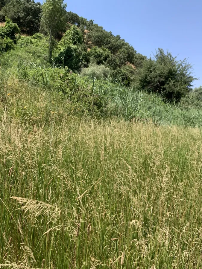 Agrostis stolonifera