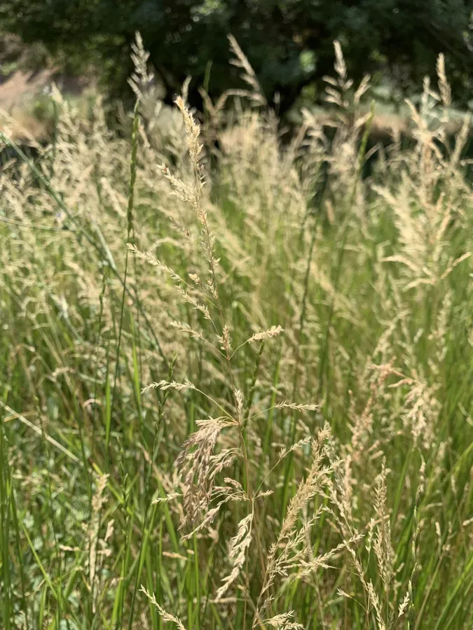 Agrostis stolonifera