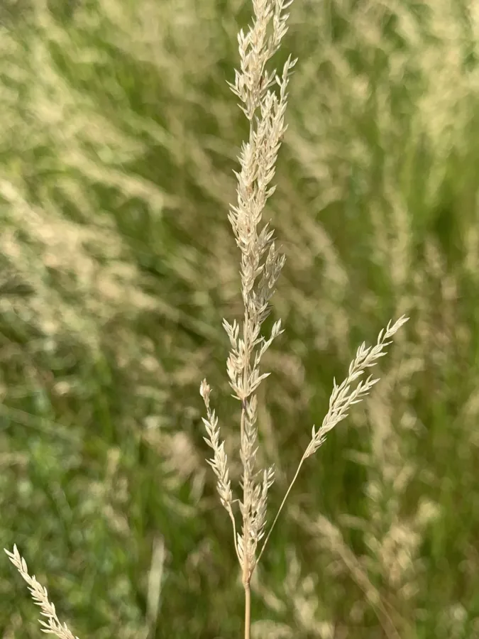 Agrostis stolonifera
