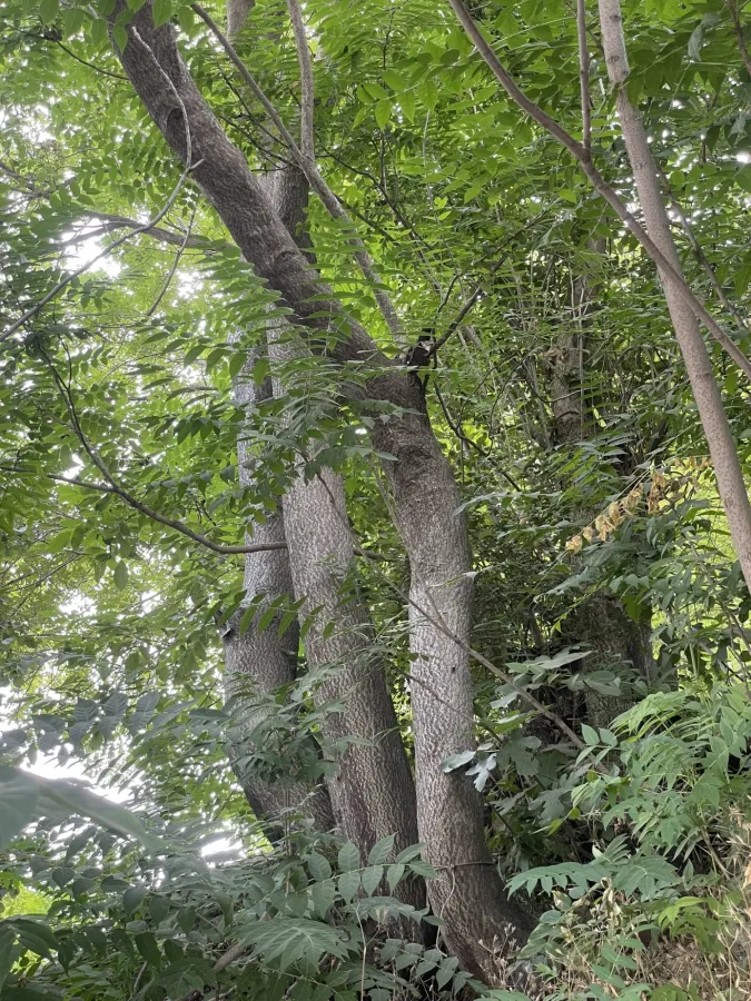 Ailanthus altissima