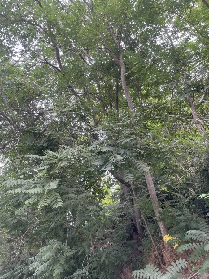 Ailanthus altissima