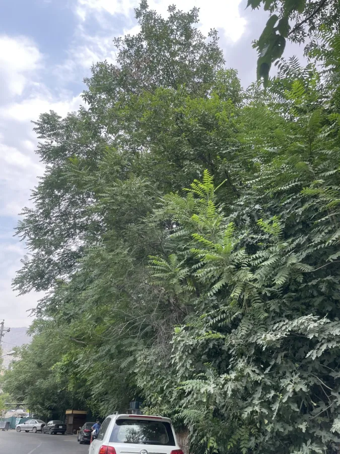 Ailanthus altissima