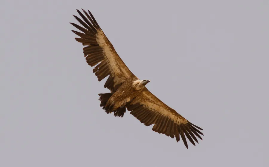 Eurasian Griffon Vulture