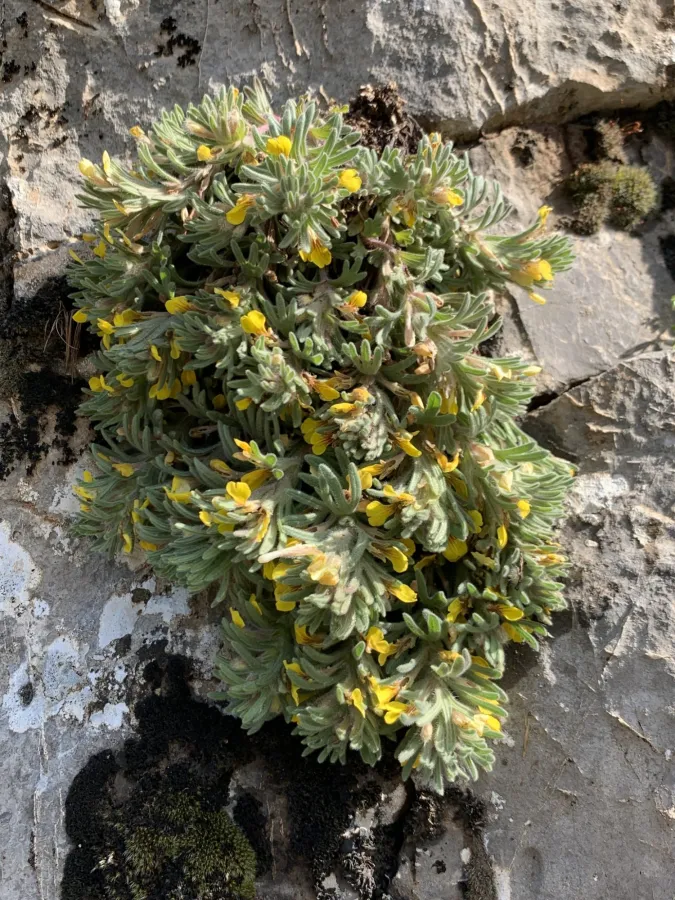 Ajuga chamaepitys