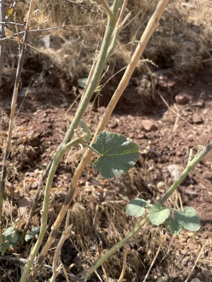Alcea hohenackeri
