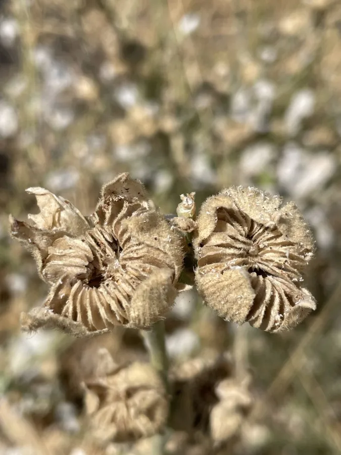 Alcea hohenackeri