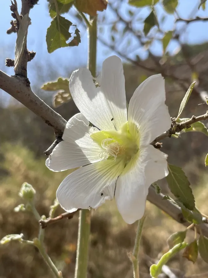 Alcea hohenackeri