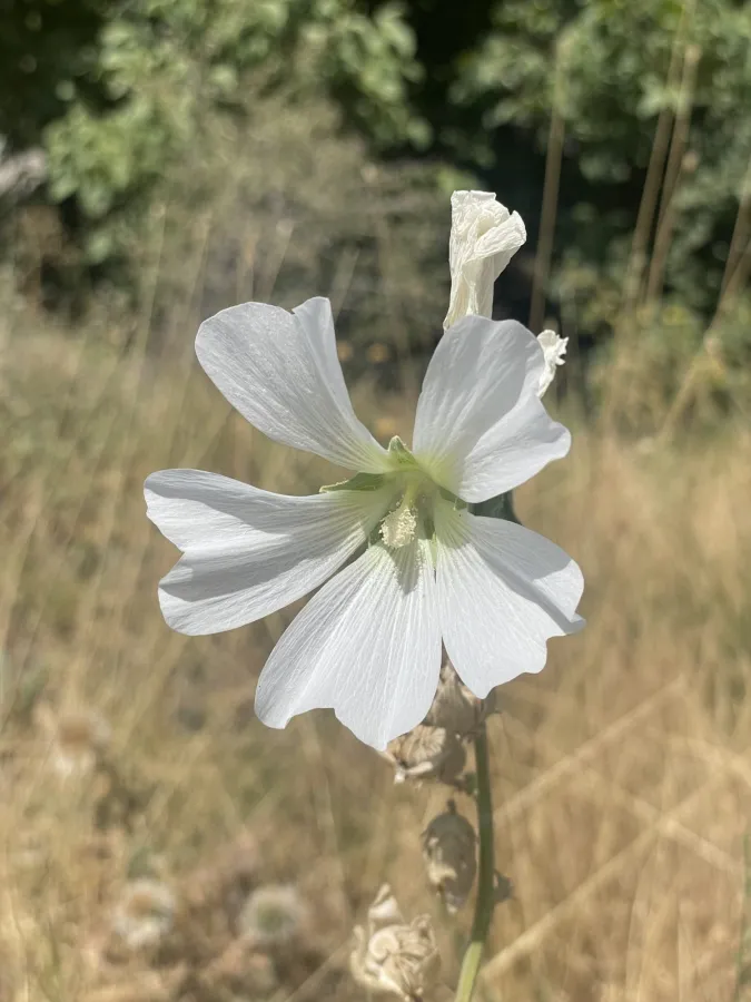 Alcea hohenackeri