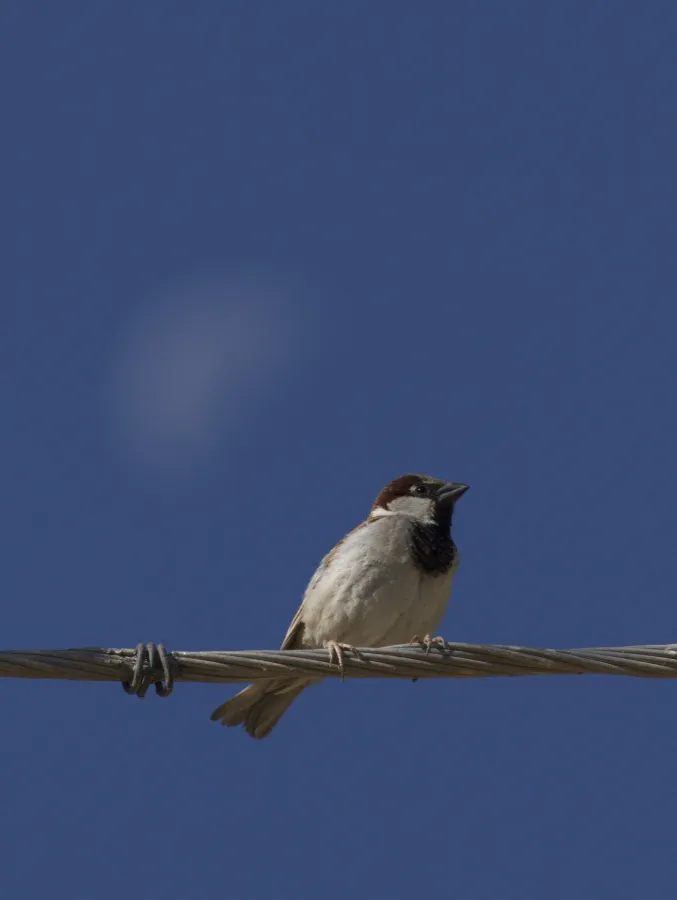 House Sparrow