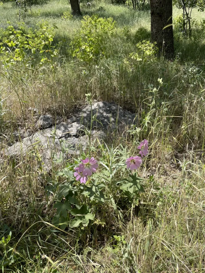 Alcea kurdica