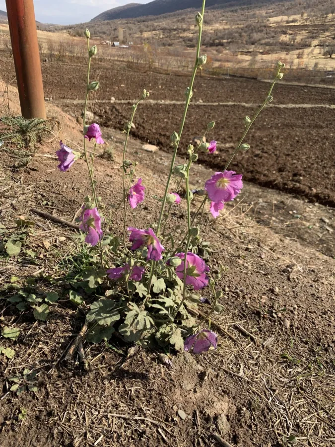 Alcea kurdica
