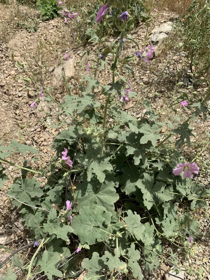 Alcea kurdica